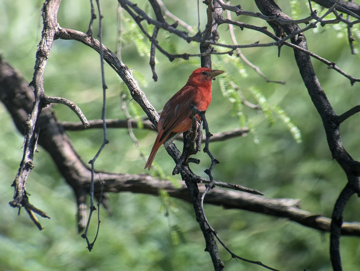 Summer Tanager - ML622372024