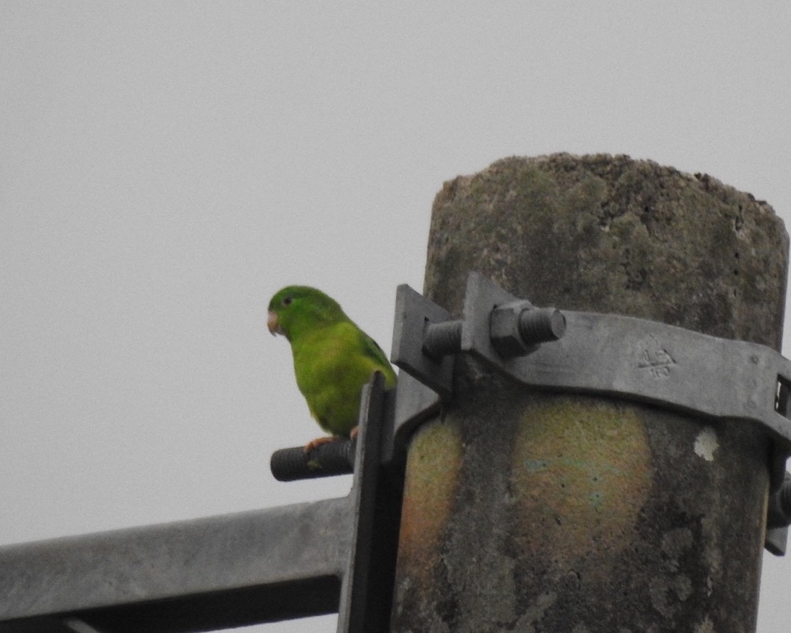 Riparian Parrotlet - ML622372036