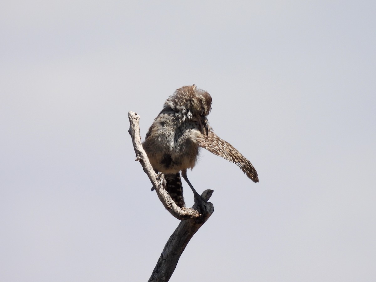 Cactus Wren - Laurie Miraglia