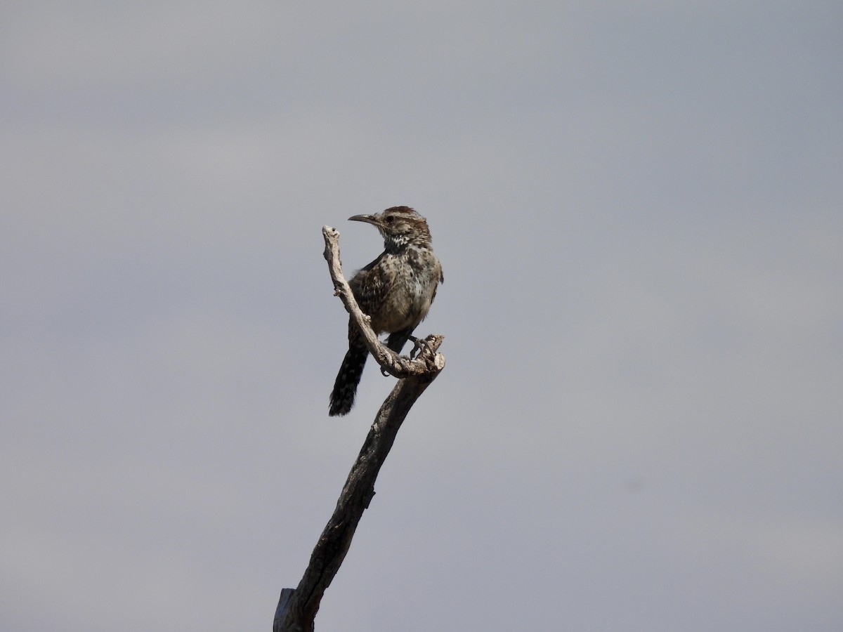 Cactus Wren - Laurie Miraglia