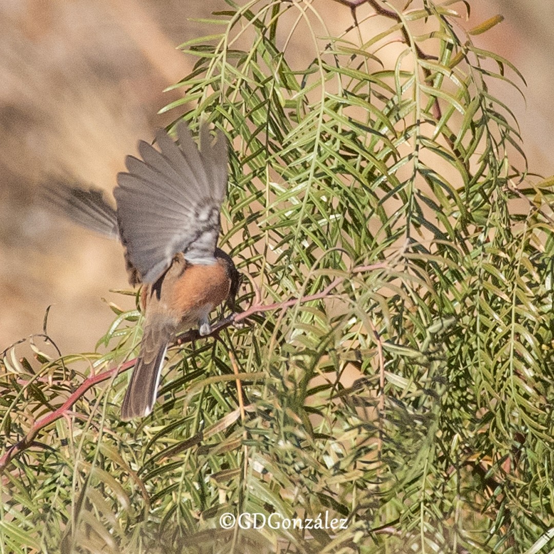 Bolivian Warbling Finch - ML622372174