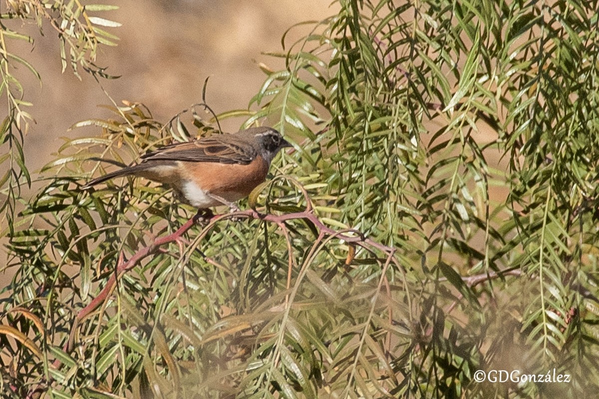 Bolivian Warbling Finch - ML622372176