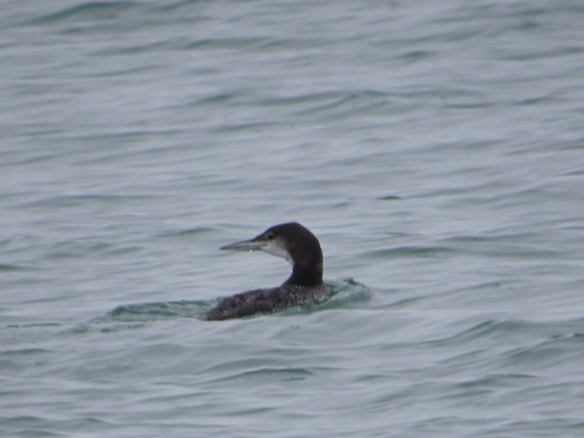 Common Loon - ML622372187