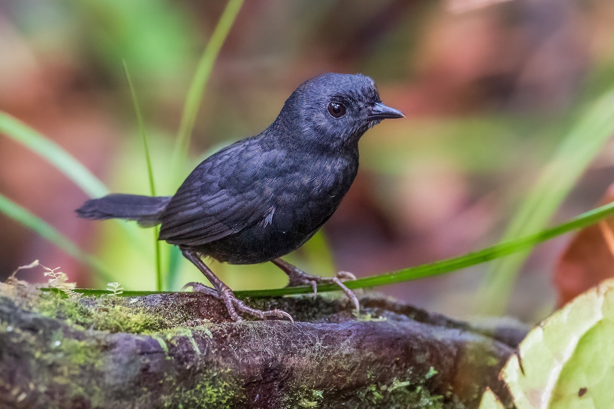 Boa Nova Tapaculo - ML622372268