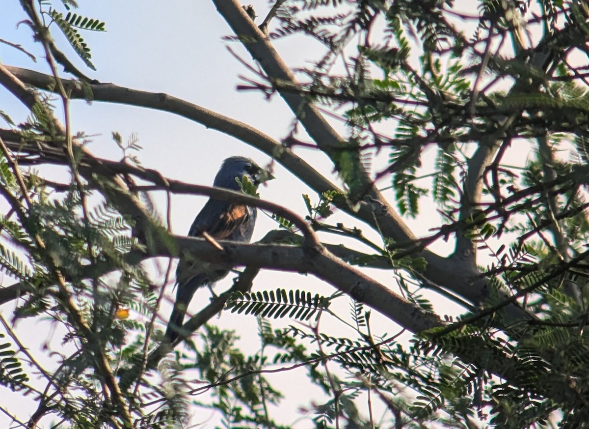 Blue Grosbeak - ML622372270