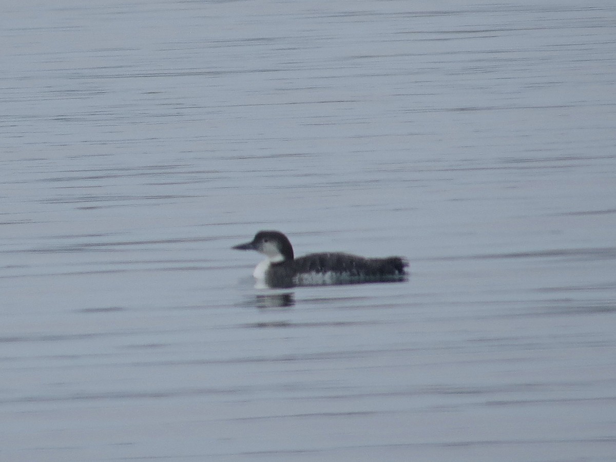 Common Loon - ML622372302