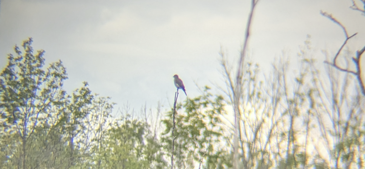 Olive-sided Flycatcher - ML622372356