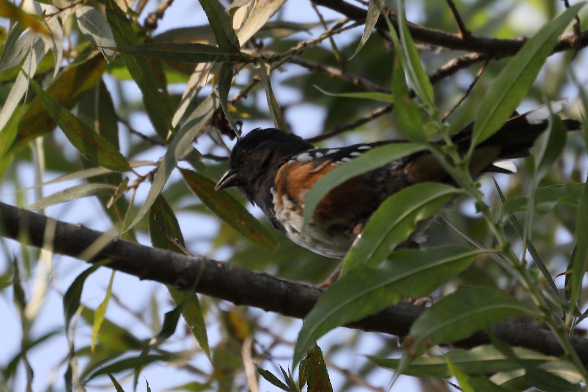 Spotted Towhee - ML622372357