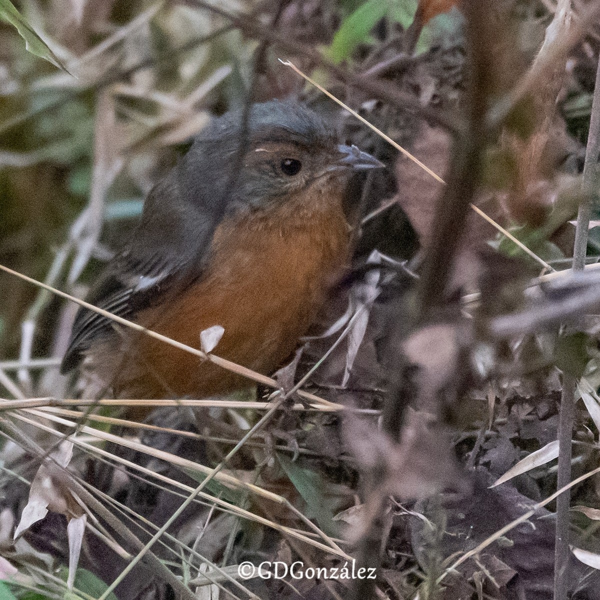 Rusty-browed Warbling Finch - ML622372358