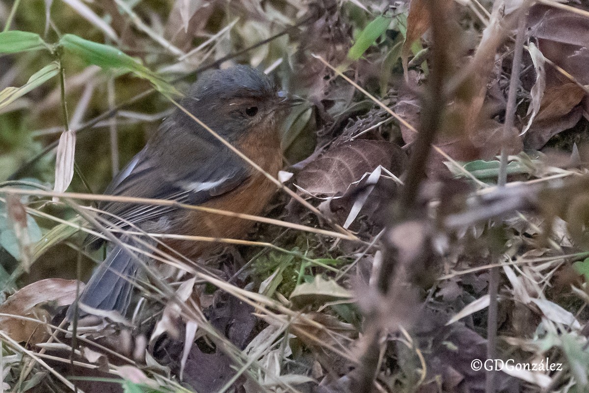 Rusty-browed Warbling Finch - ML622372359