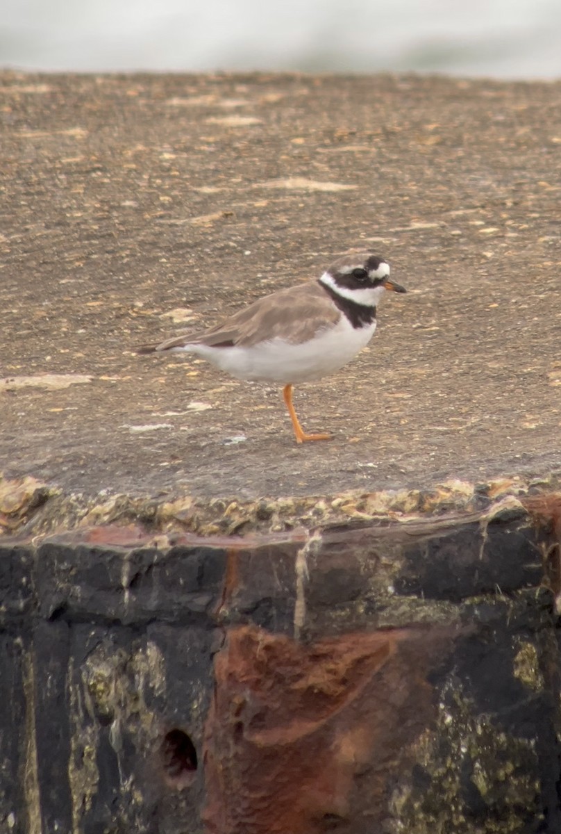 Common Ringed Plover - ML622372360