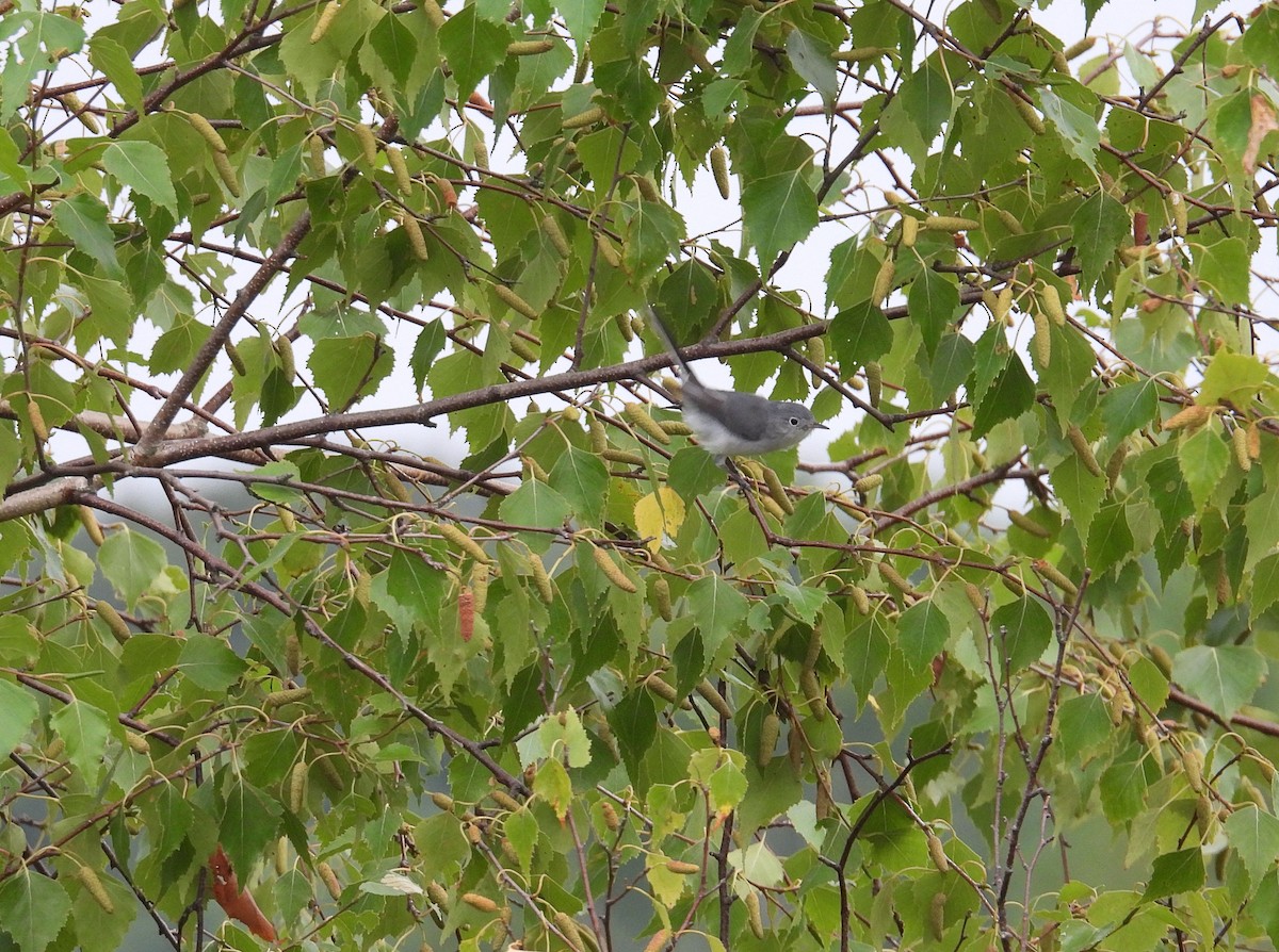 Blue-gray Gnatcatcher - ML622372435