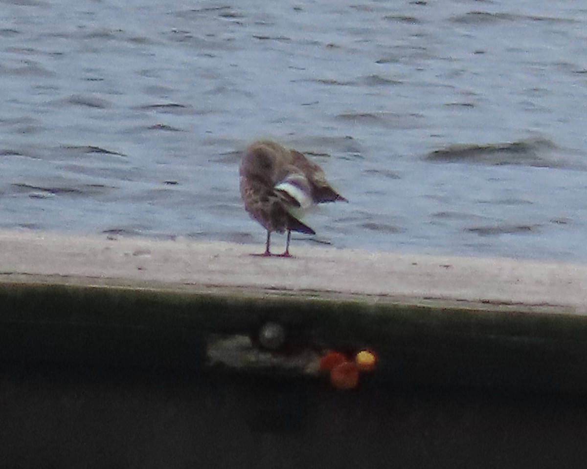 Laughing Gull - ML622372440