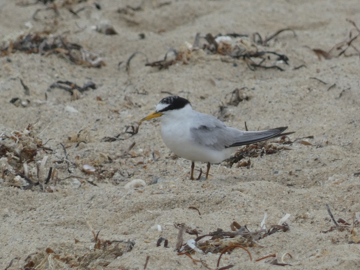 Least Tern - William Buswell