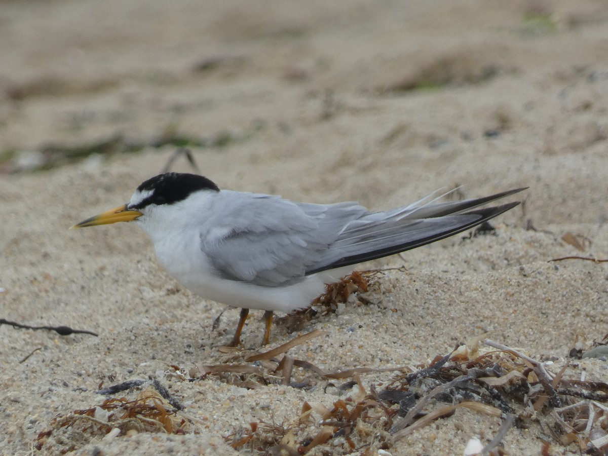 Least Tern - William Buswell