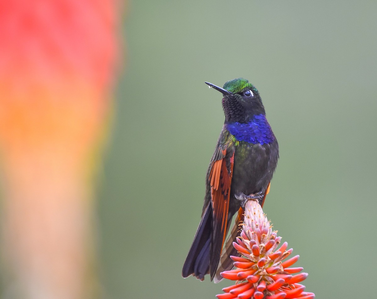 Colibri à gorge grenat - ML622372462