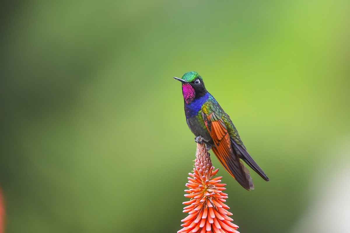 Colibri à gorge grenat - ML622372463