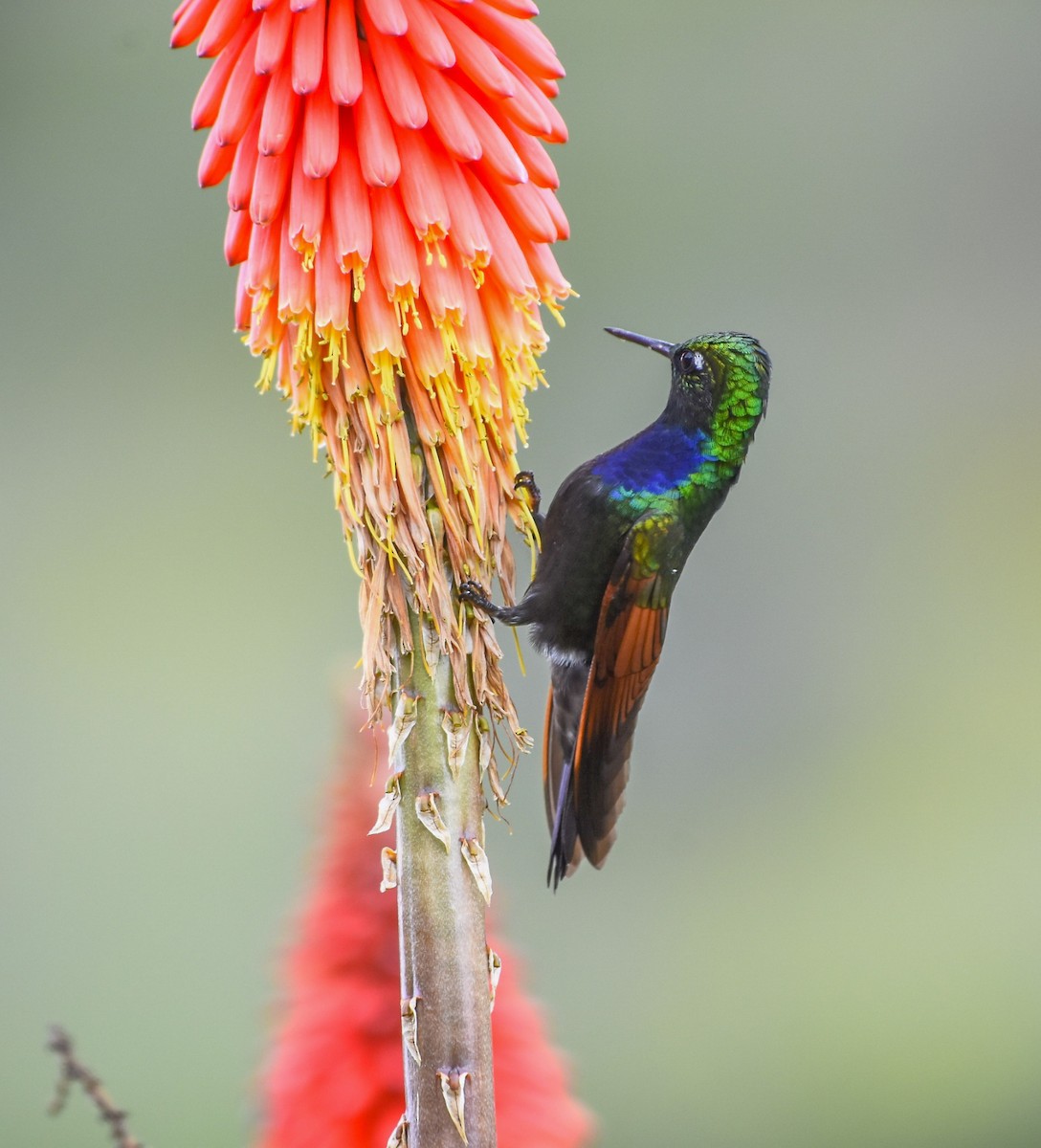 Colibri à gorge grenat - ML622372464