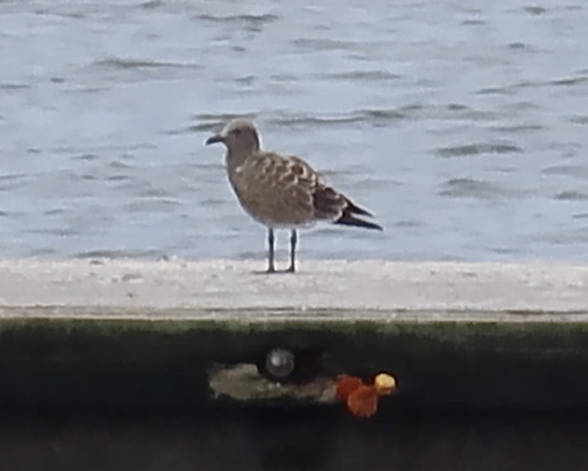 Laughing Gull - ML622372527