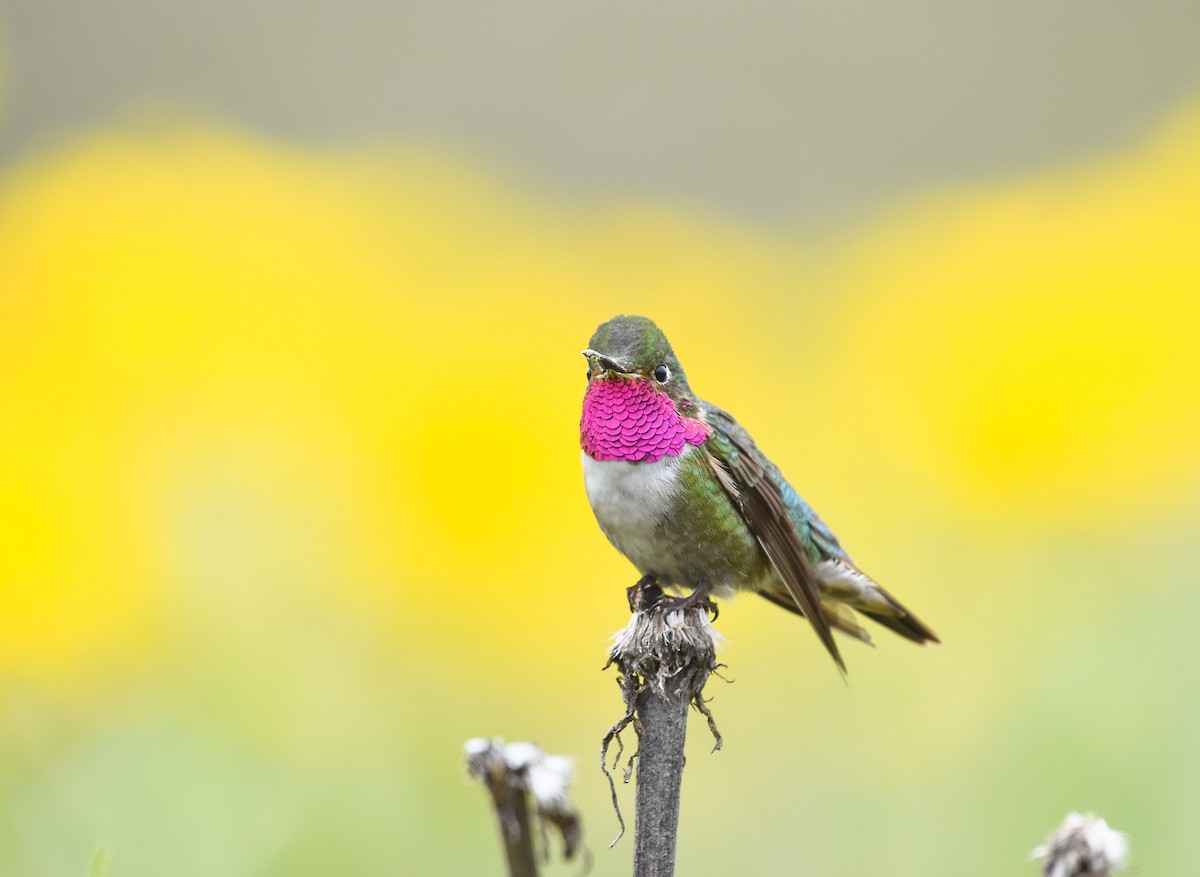 Colibri à queue large - ML622372544