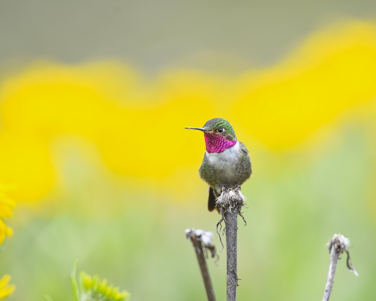 Colibri à queue large - ML622372545