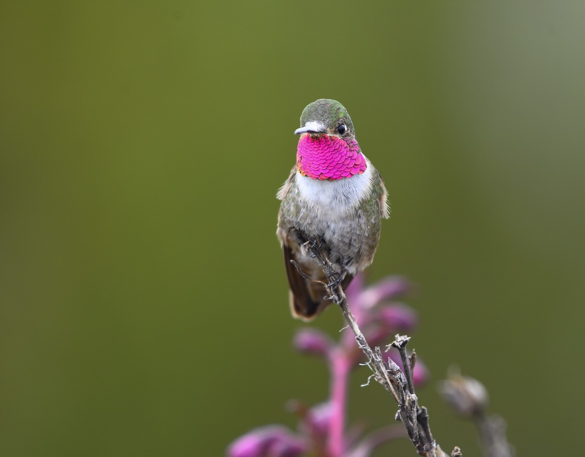 Colibri à queue large - ML622372546