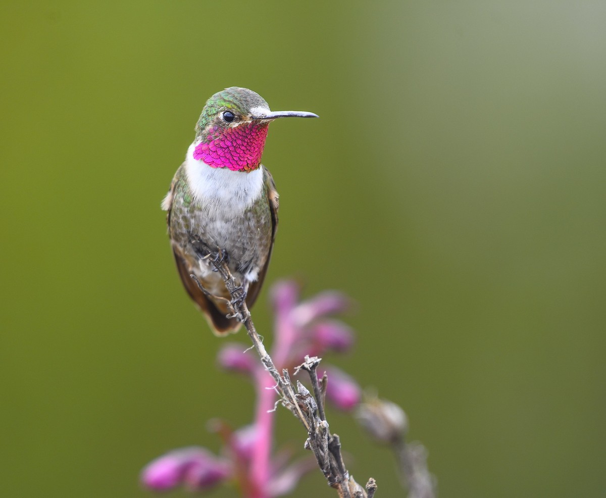 Colibri à queue large - ML622372548