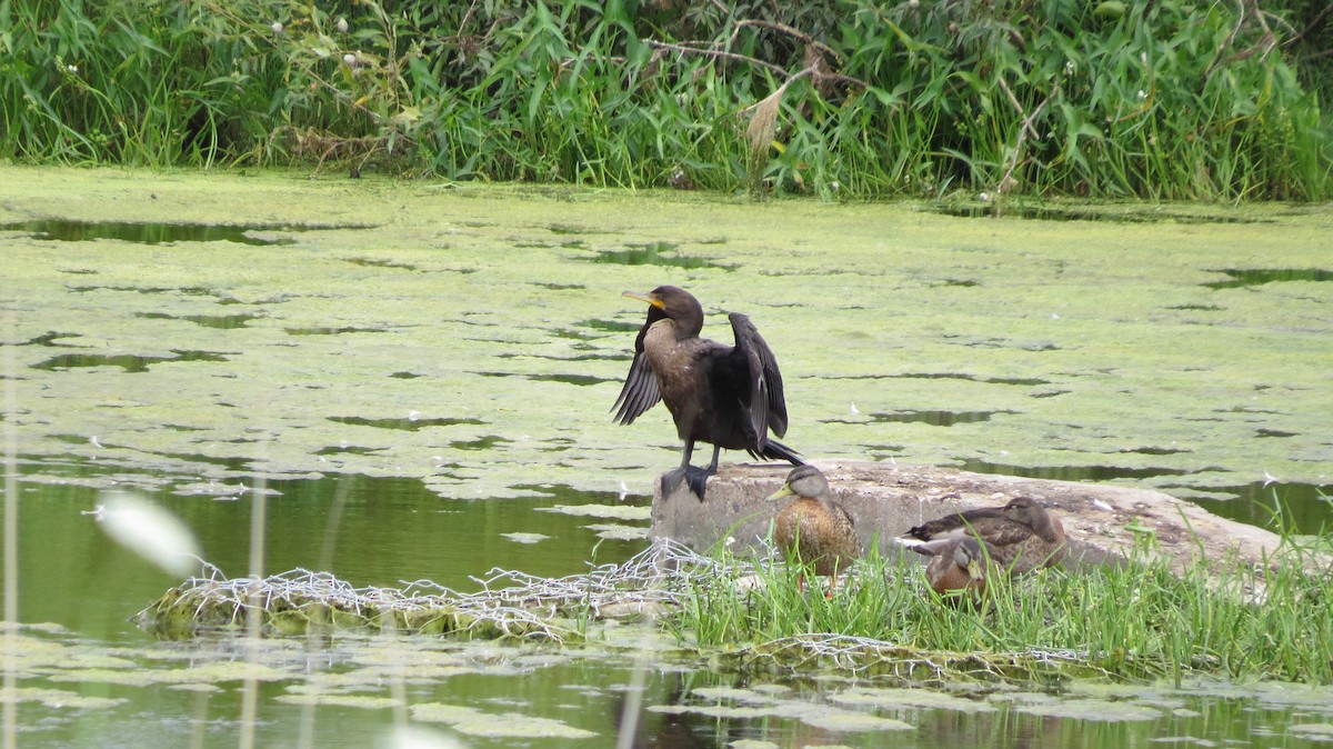 Double-crested Cormorant - ML622372550