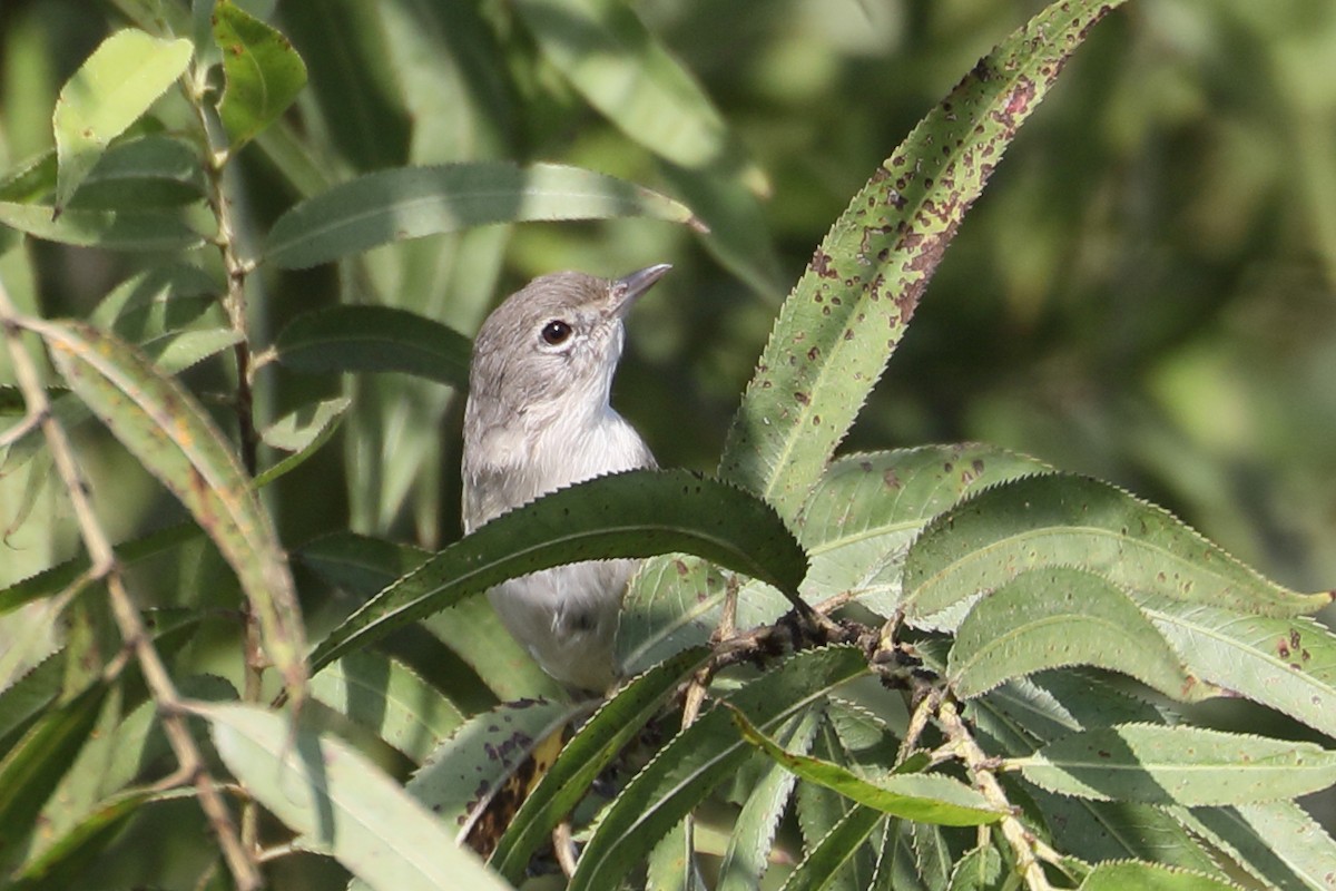 Bell's Vireo - James Davison