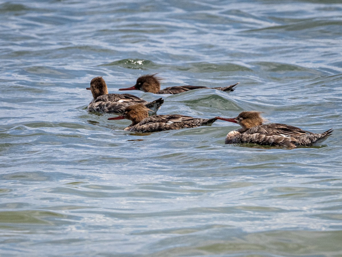 Red-breasted Merganser - ML622372604