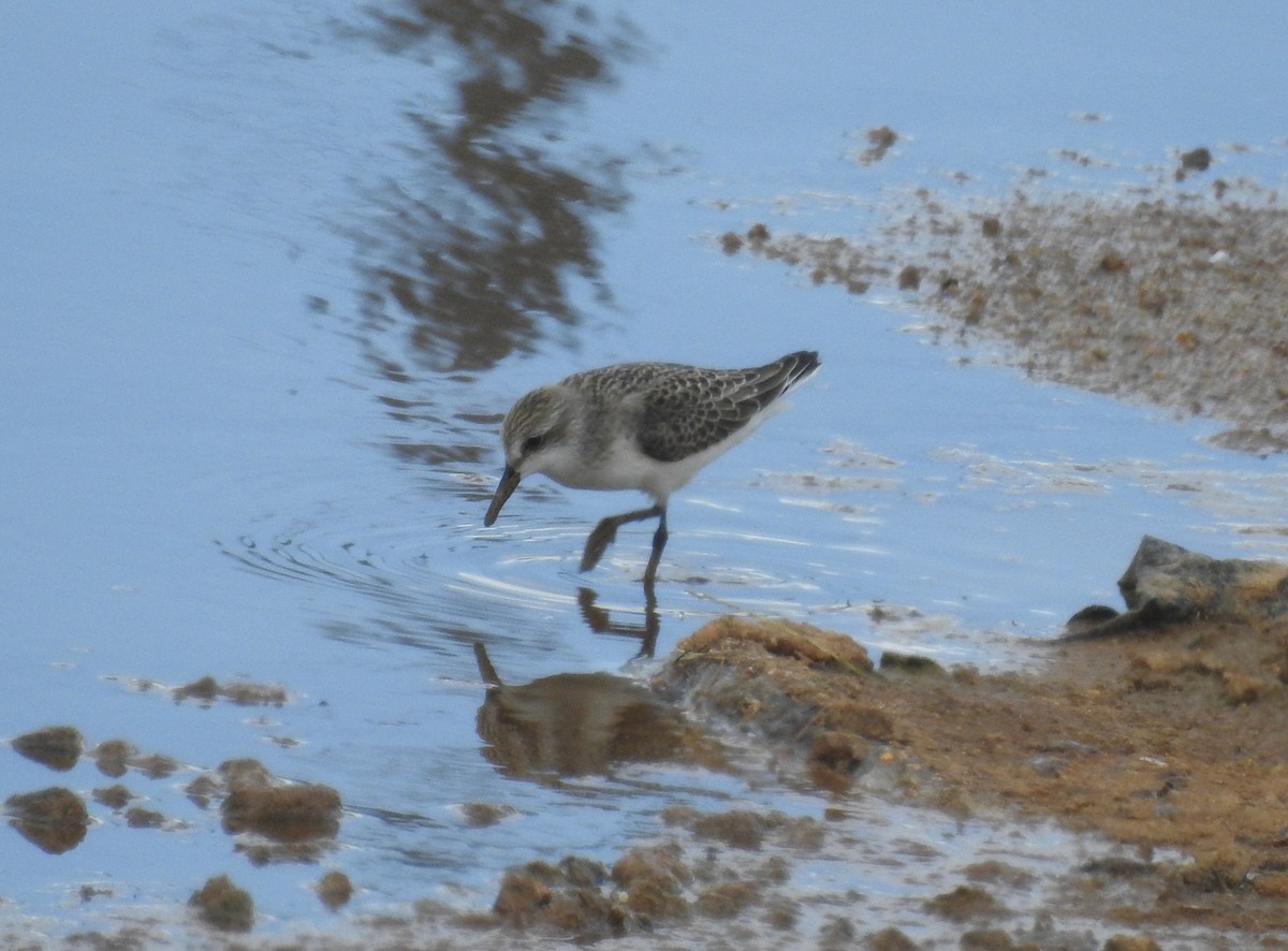 Semipalmated Sandpiper - Brian Nicholas