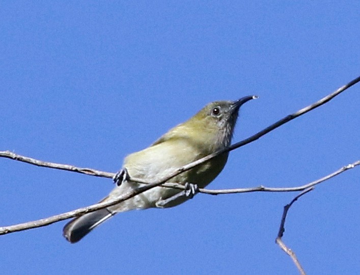 Sunda Honeyeater - ML622372624