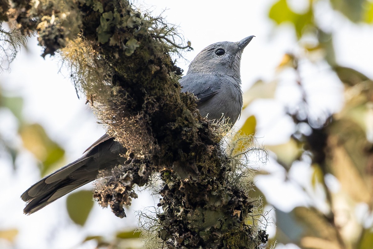 Gray Cuckooshrike - ML622372636