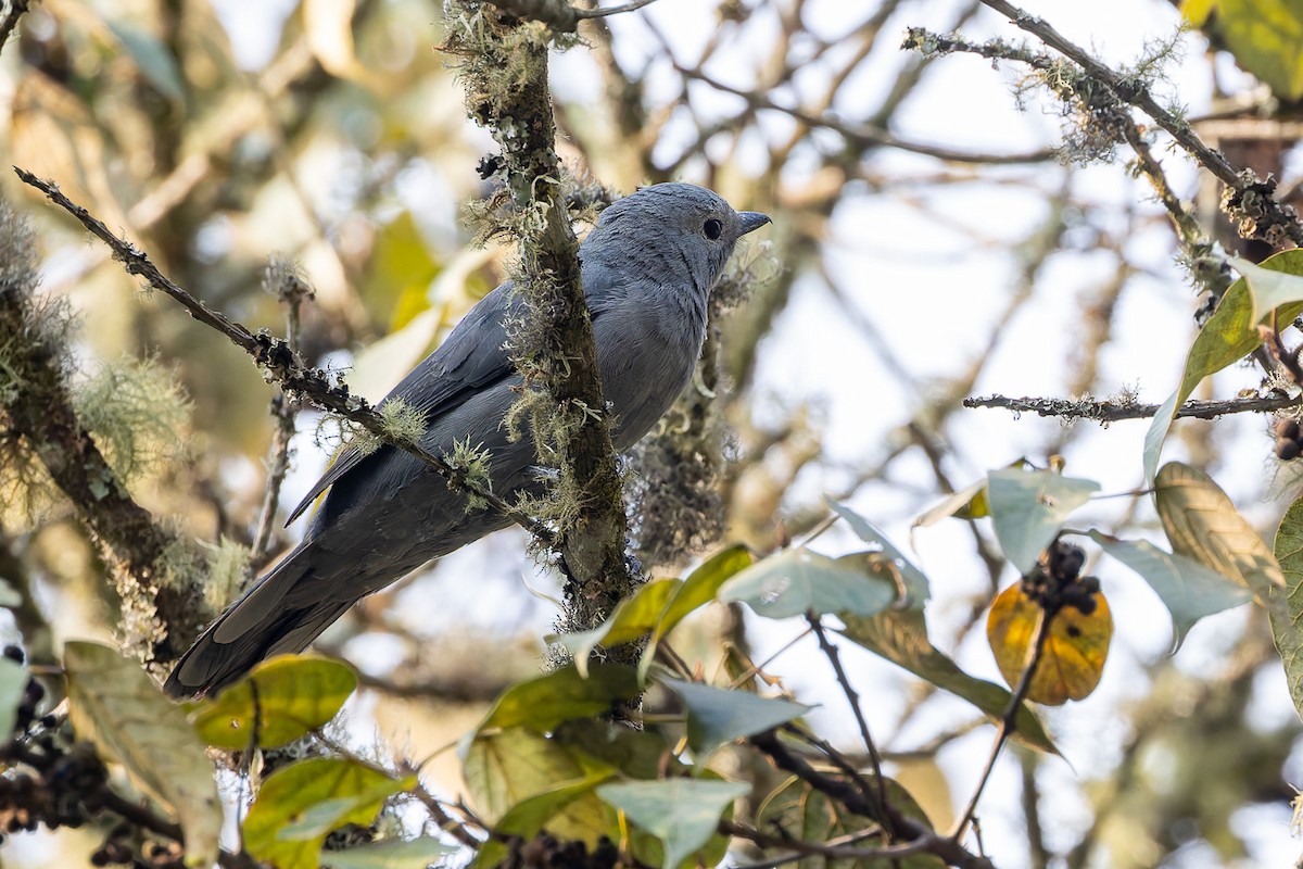 Gray Cuckooshrike - ML622372637