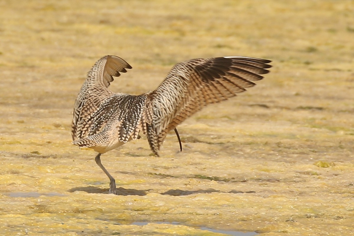 Long-billed Curlew - ML622372716