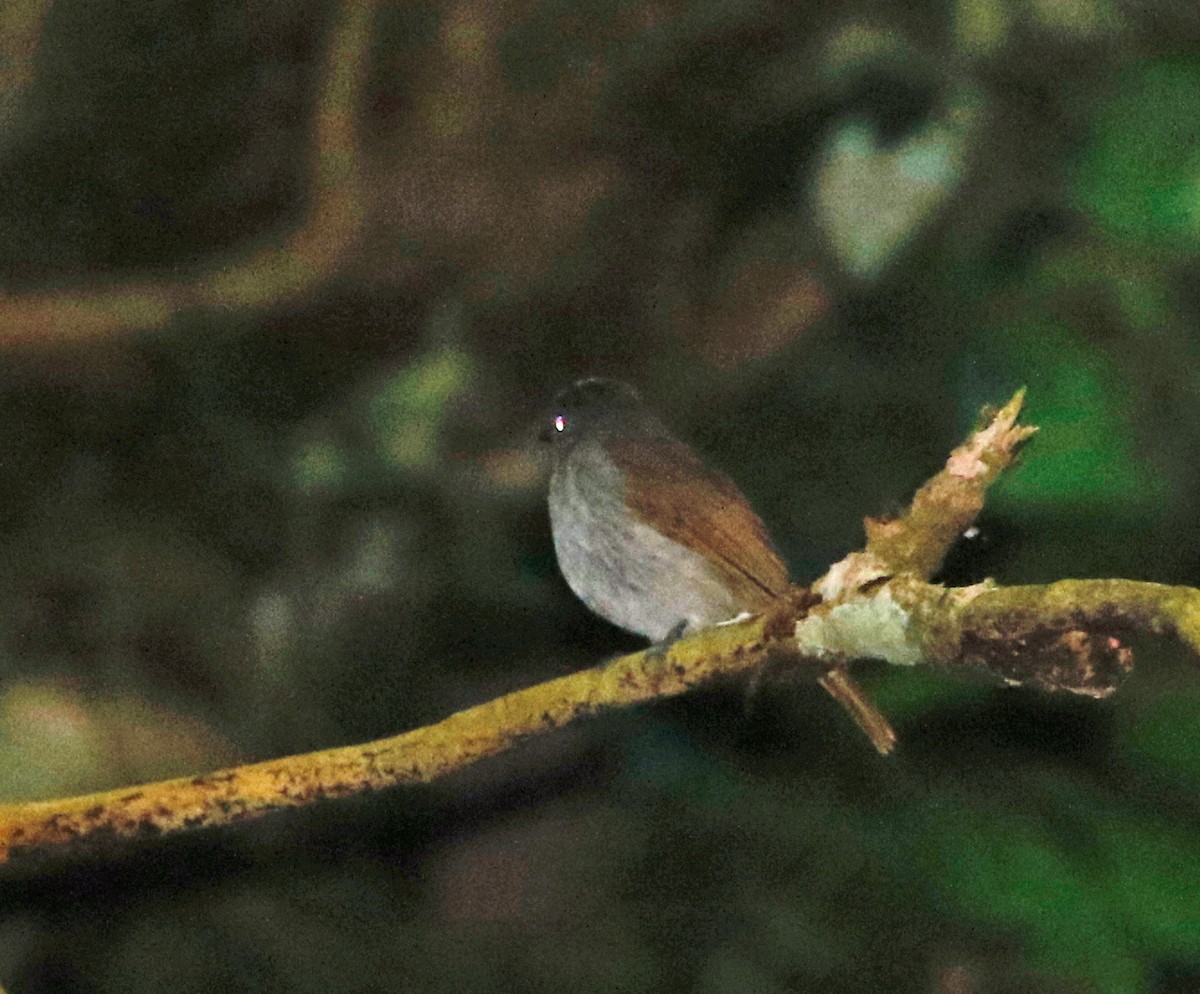 Flores Jungle Flycatcher - ML622372724