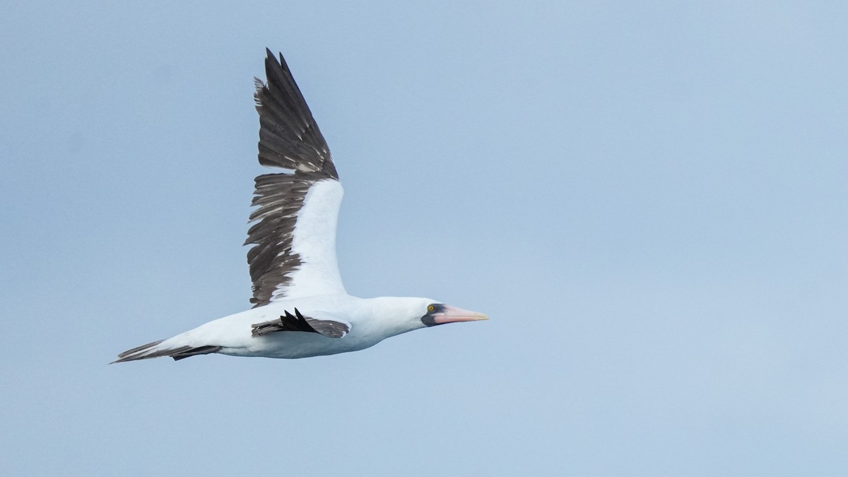Nazca Booby - ML622372754
