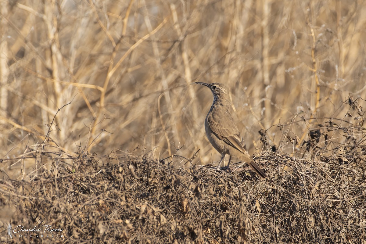 Scale-throated Earthcreeper - ML622372766