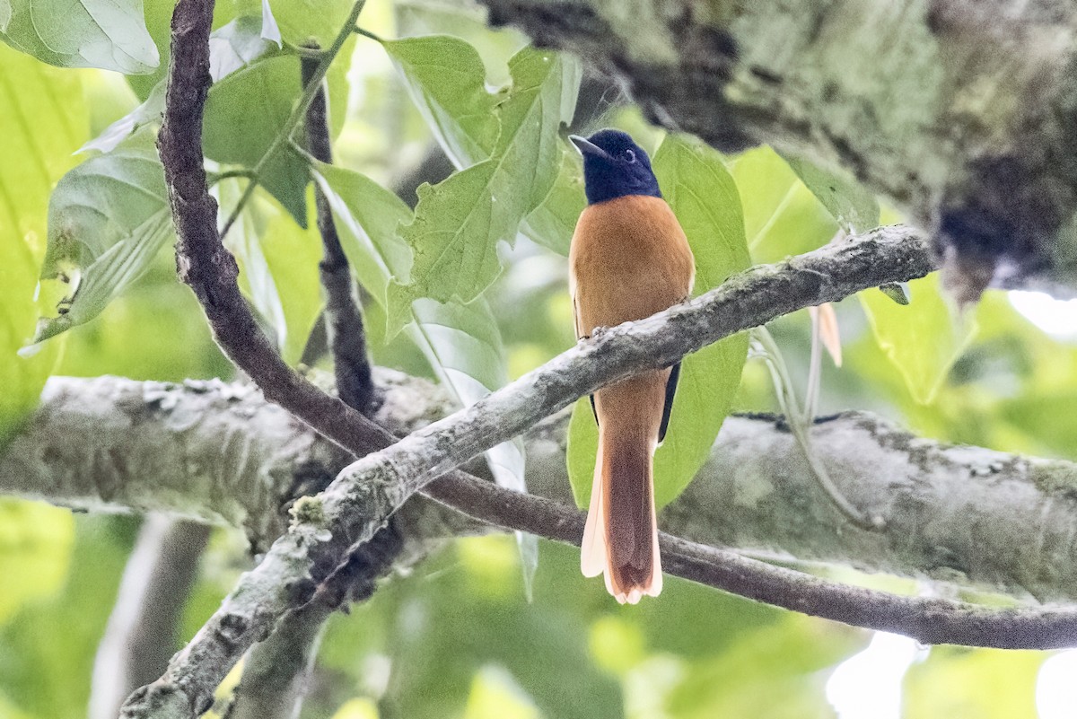 Black-headed Paradise-Flycatcher (Red-bellied) - ML622372798