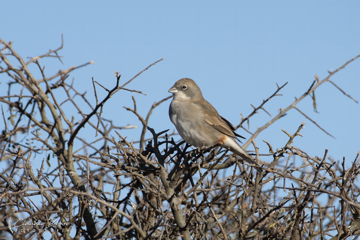 Diuca Finch - Claudio Rosso