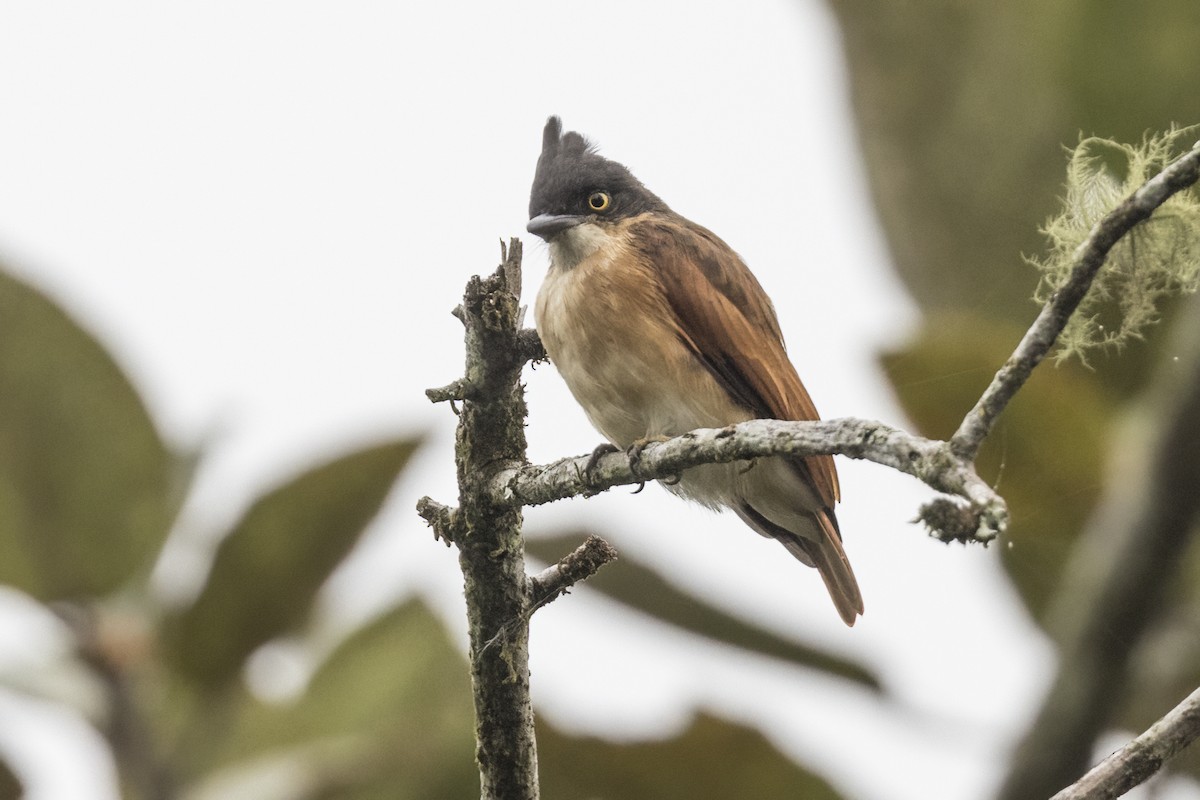 Black-and-white Shrike-flycatcher - ML622372834