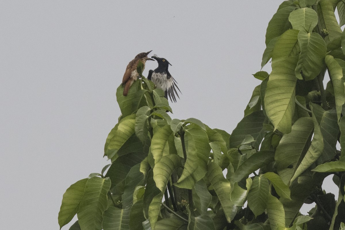 Black-and-white Shrike-flycatcher - ML622372835