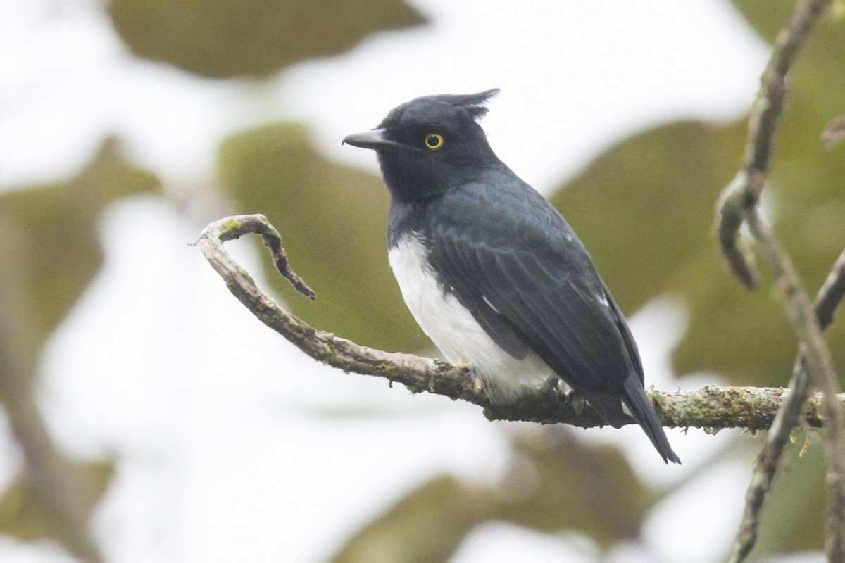 Black-and-white Shrike-flycatcher - ML622372836