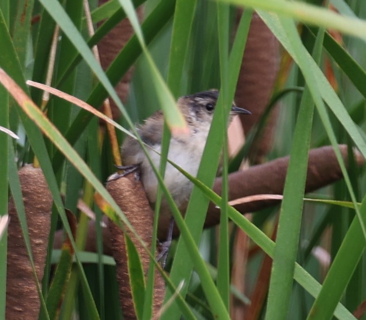 Sedge Wren - ML622373015