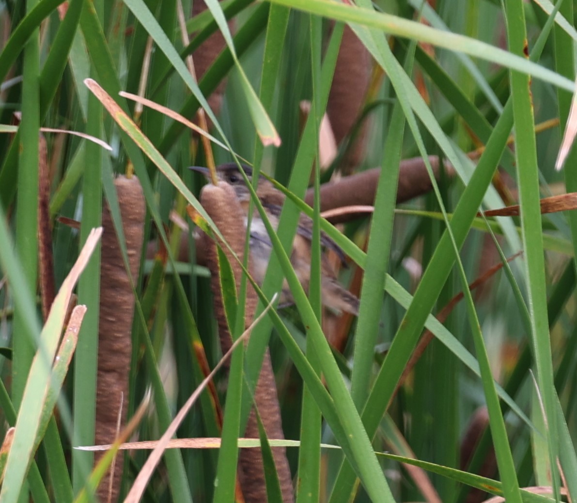 Sedge Wren - ML622373017