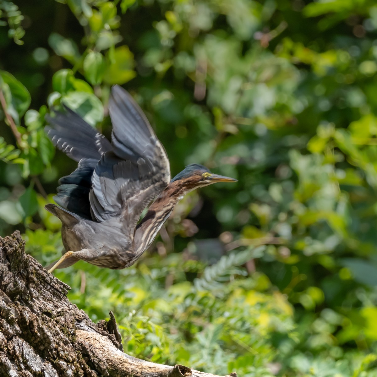 Green Heron - ML622373023