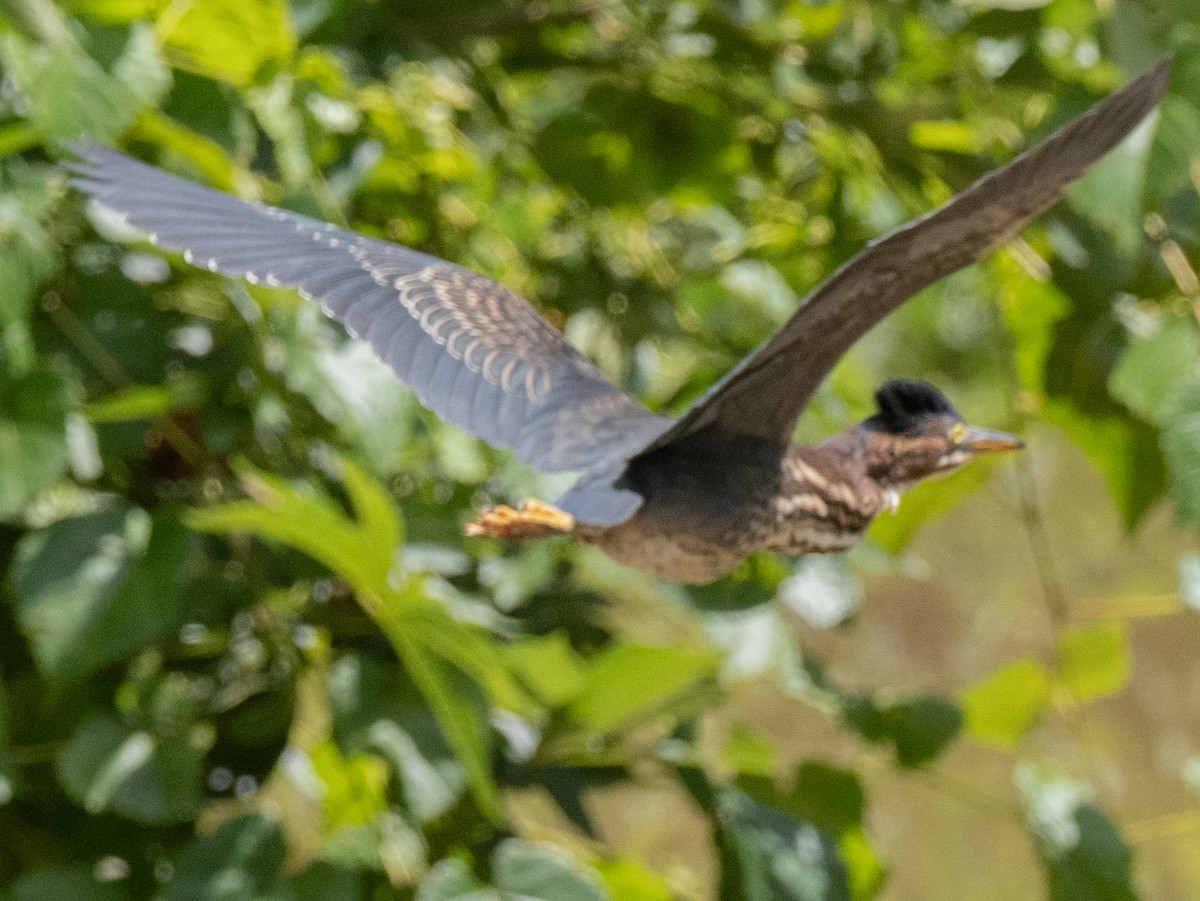 Green Heron - ML622373024