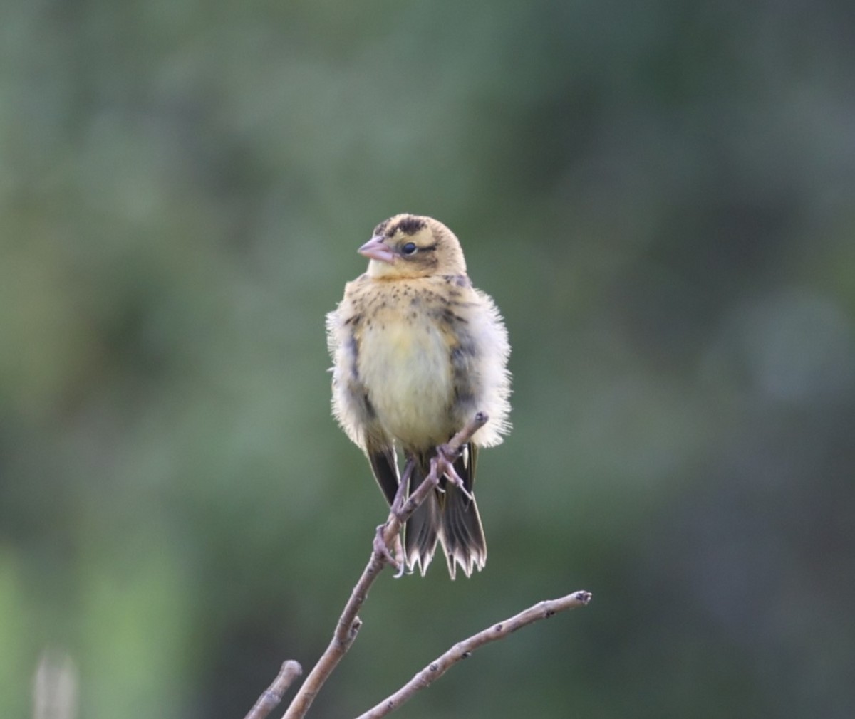 Bobolink - ML622373037