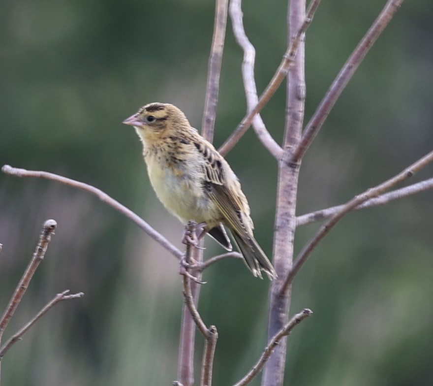 Bobolink - ML622373038