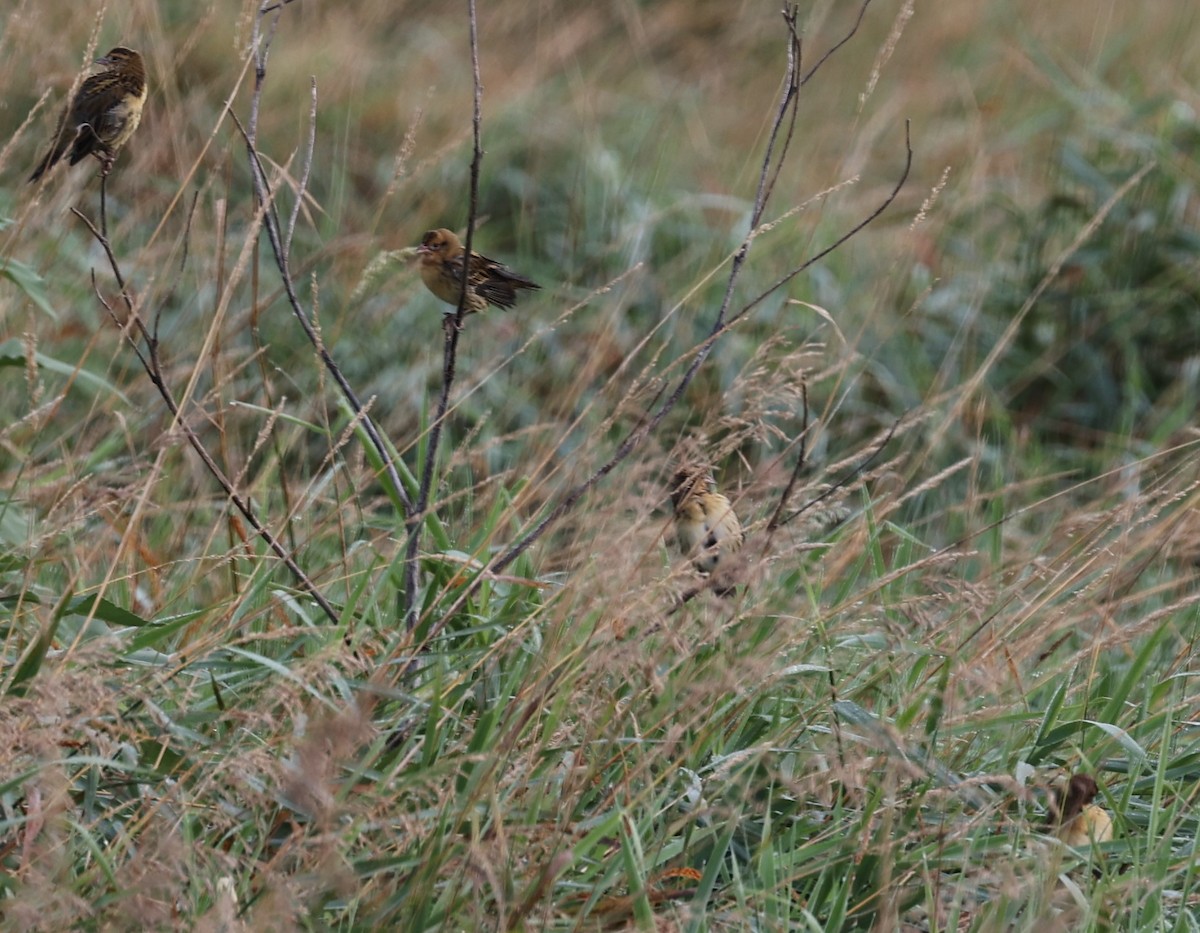 Bobolink - ML622373039